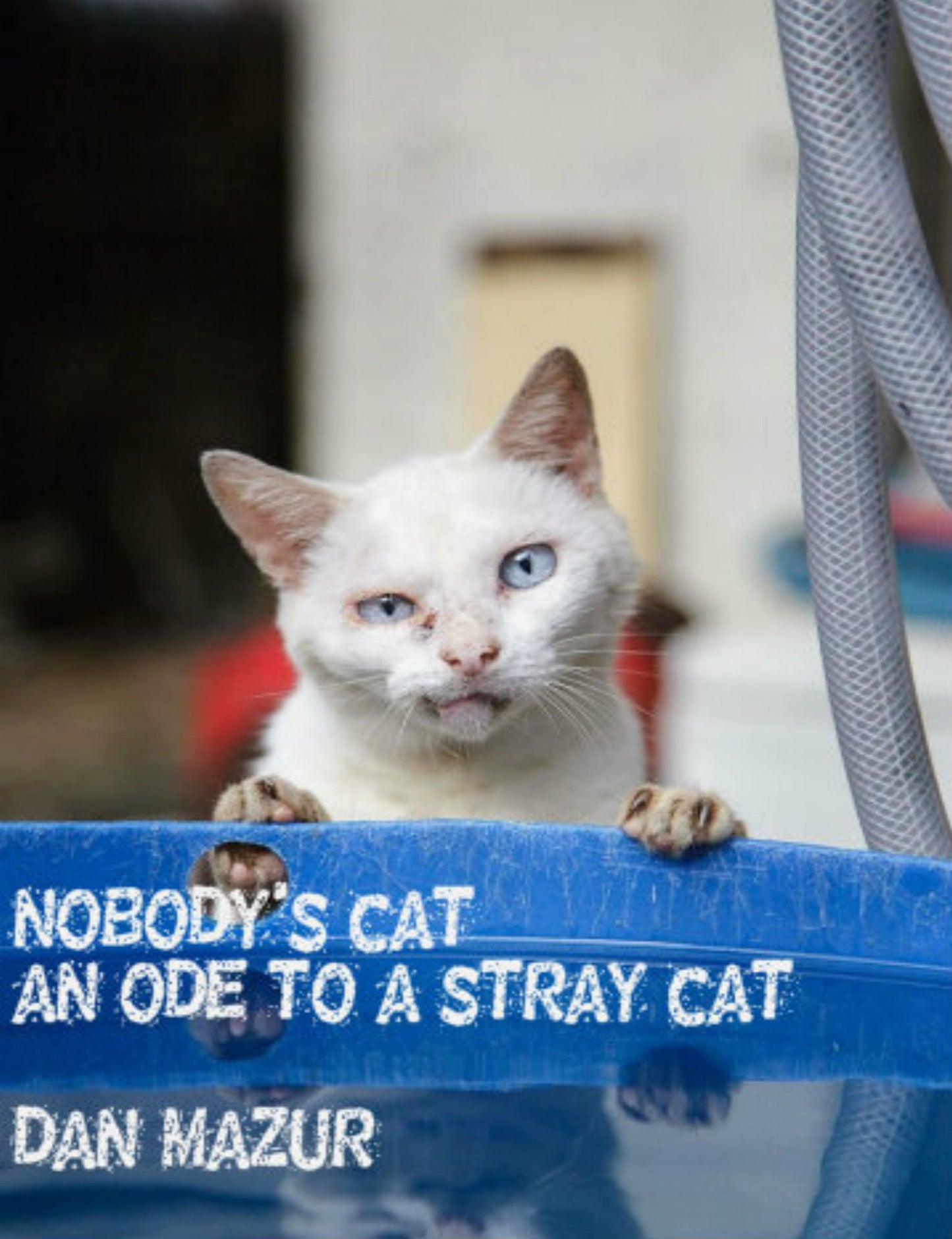 Nobody's Cat (An Ode to a Stray Cat)