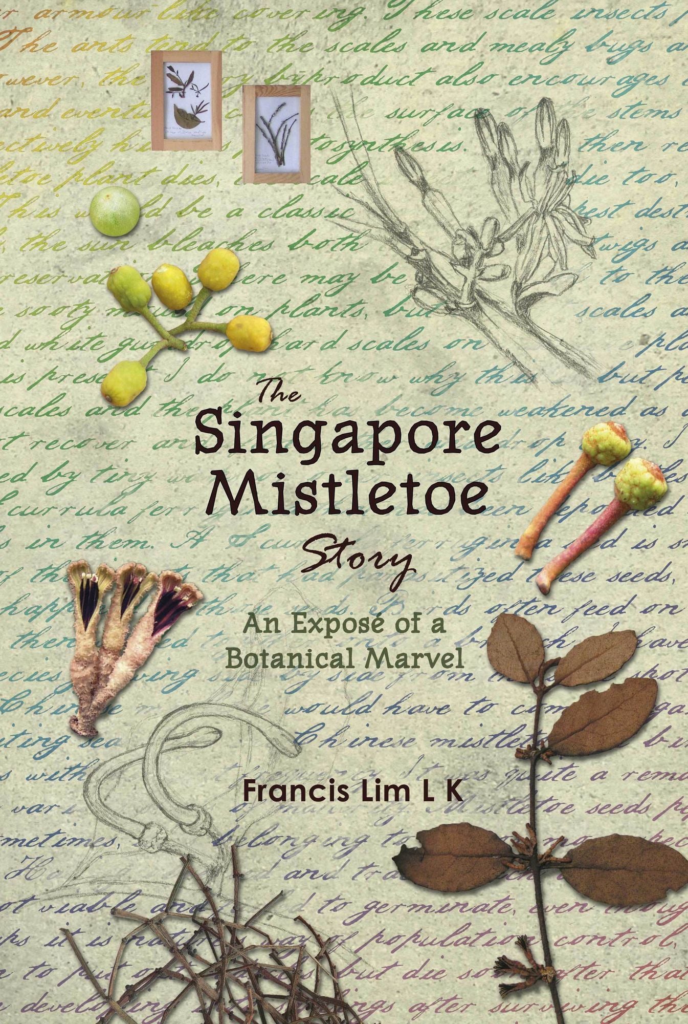 The Singapore Mistletoe Story: An Exposé of a Botanical Marvel