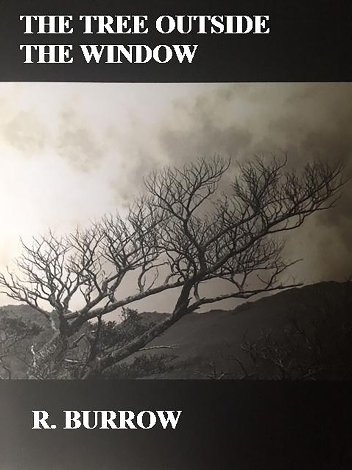 The Tree Outside the Window