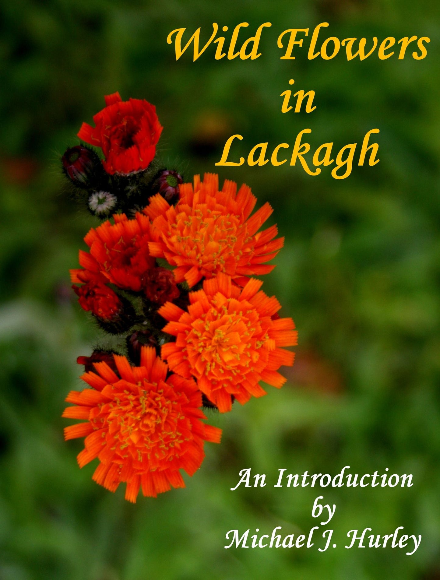 Wild Flowers in Lackagh
