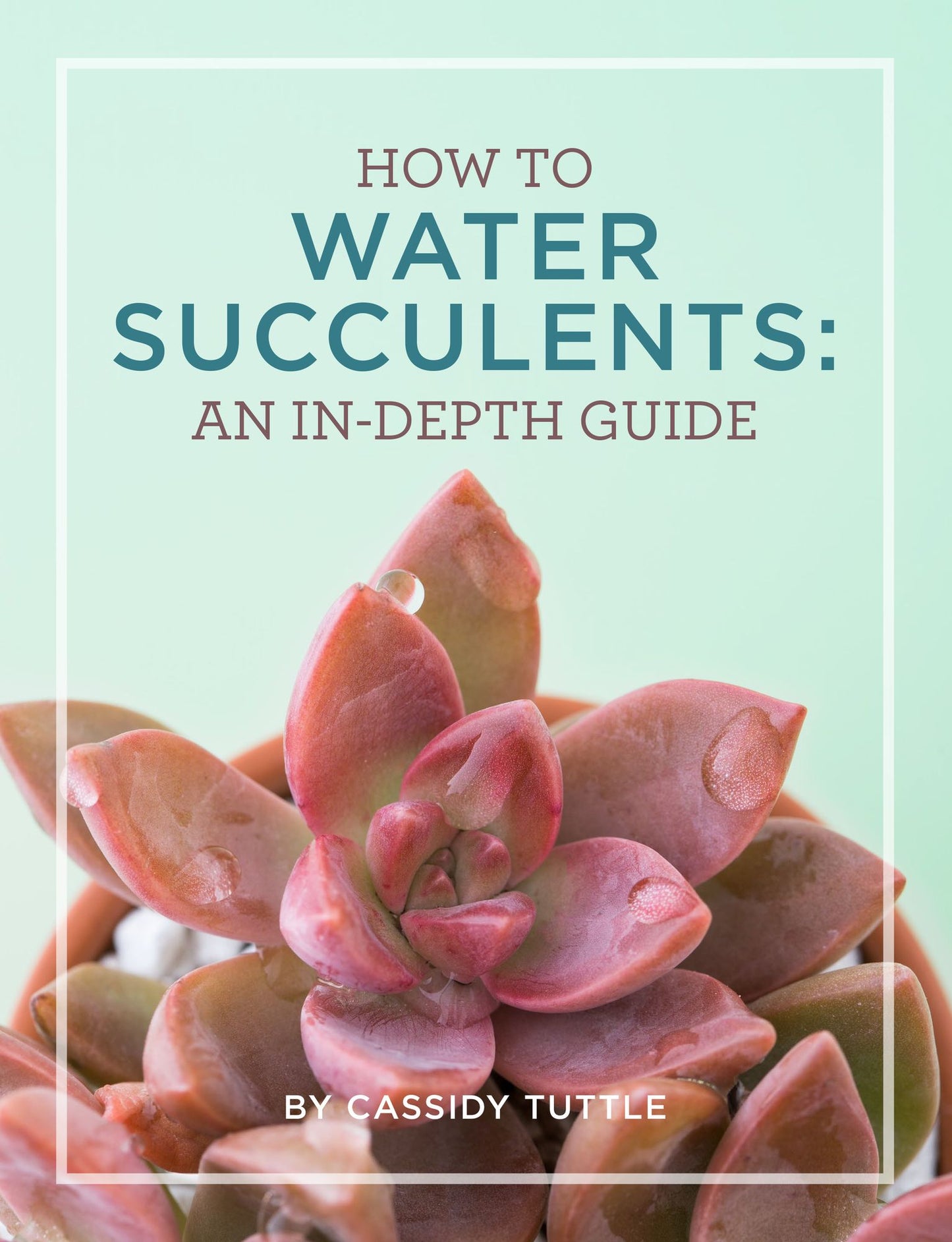 How to Water Succulents: An in-depth guide