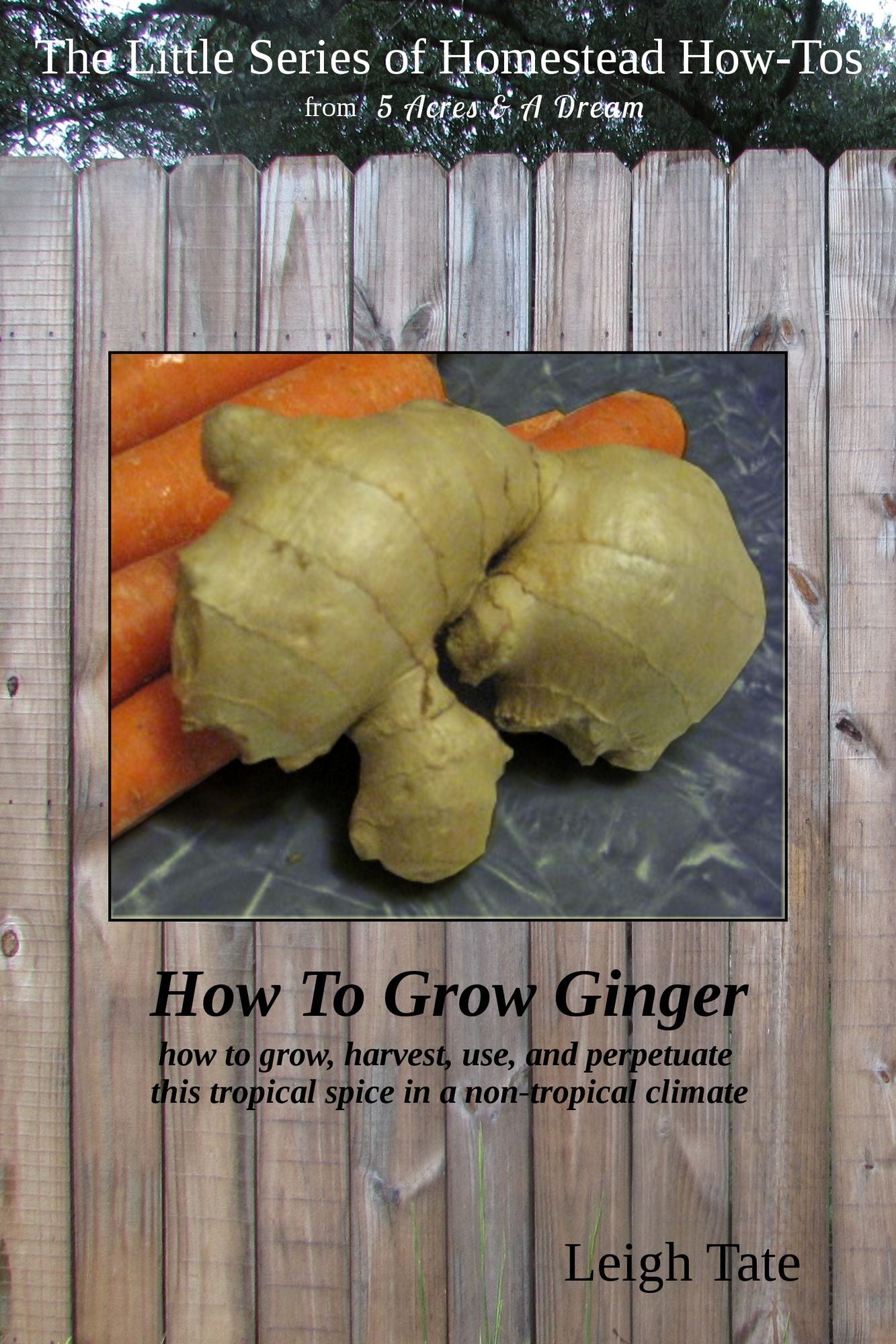 How To Grow Ginger: How To Grow, Harvest, Use, and Perpetuate This Tropical Spice in a Non-tropical Climate