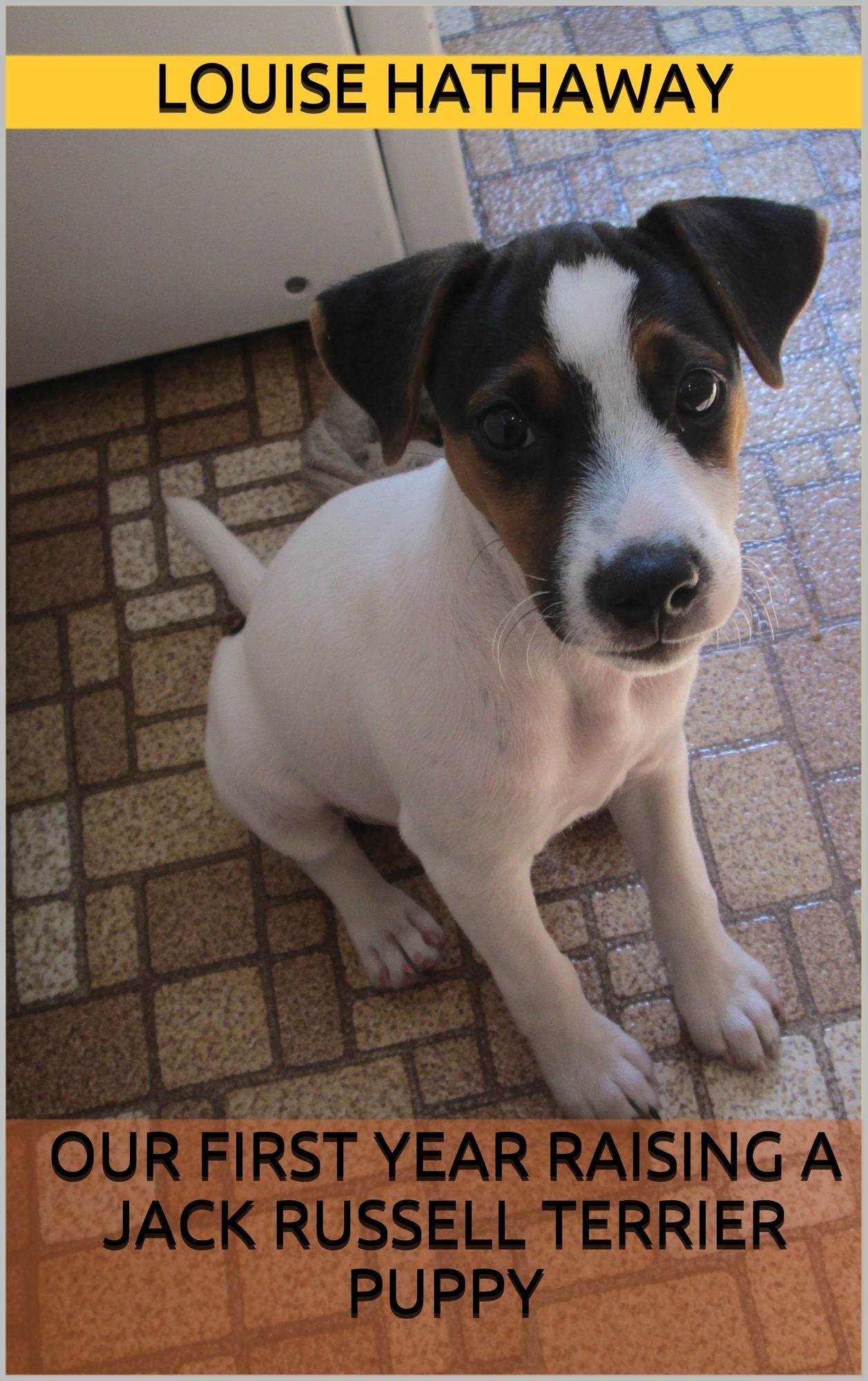 Our First Year Raising a Jack Russell Terrier Puppy