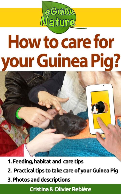 How to care for your Guinea Pig?: Small digital guide to take care of your pet