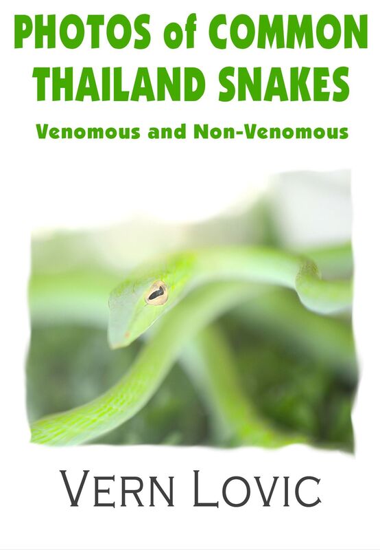 Photos of Common Thailand Snakes: Venomous and Non-Venomous