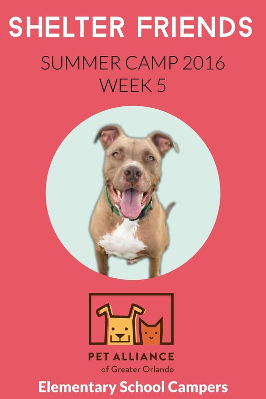 Shelter Friends Summer Camp 2016: Week 5