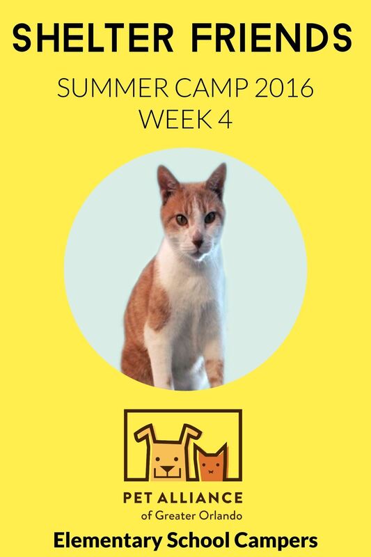 Shelter Friends Summer Camp 2016: Week 4