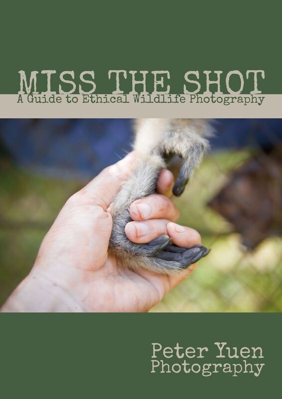 Miss the Shot: A Guide to Ethical Wildlife Photography