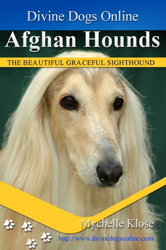 Afghan Hound
