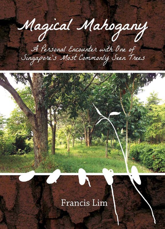 Magical Mahogany: A Personal Encounter with One of Singapore's Most Commonly Seen Trees