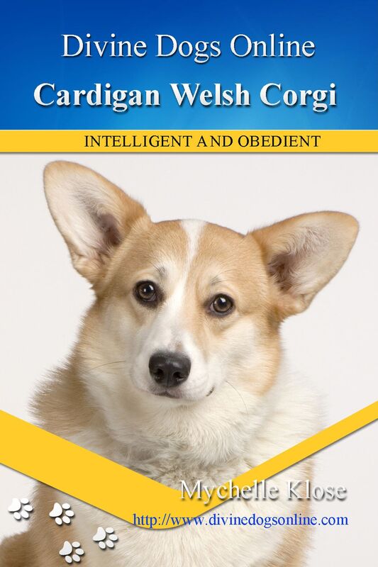 Cardigan Welsh Corgi