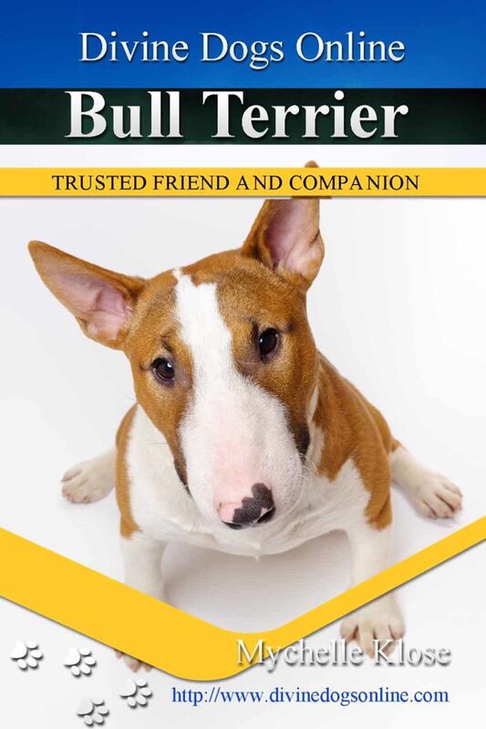 Bull Terrier