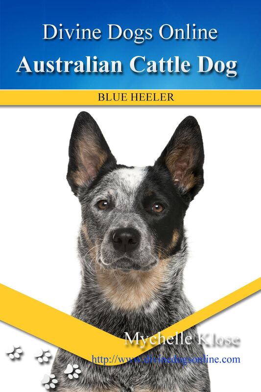 Australian Cattle Dog