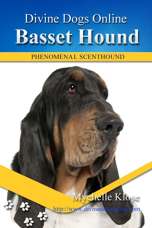Basset Hound