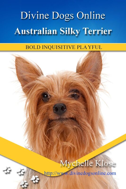 Australian Silky Terrier