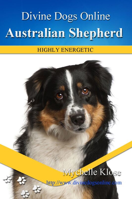 Australian Shepherd