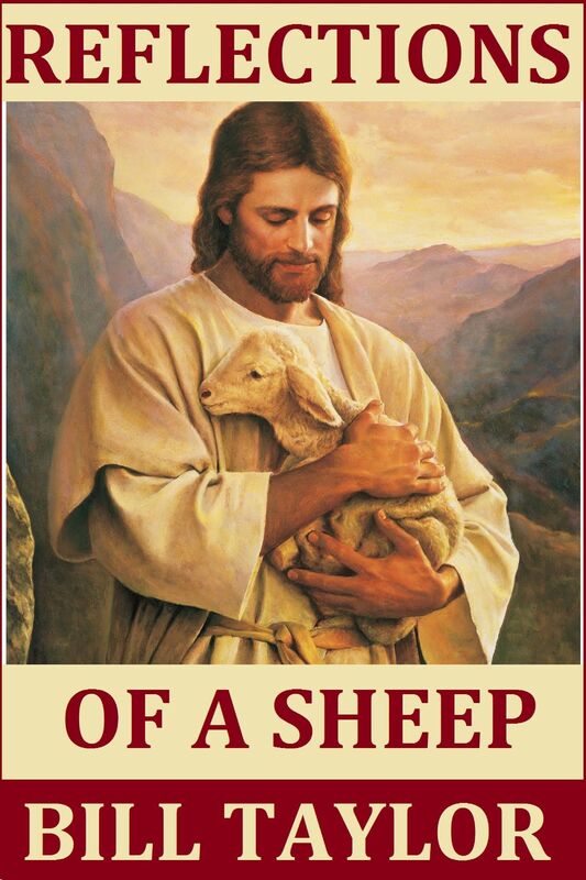Reflections Of A Sheep