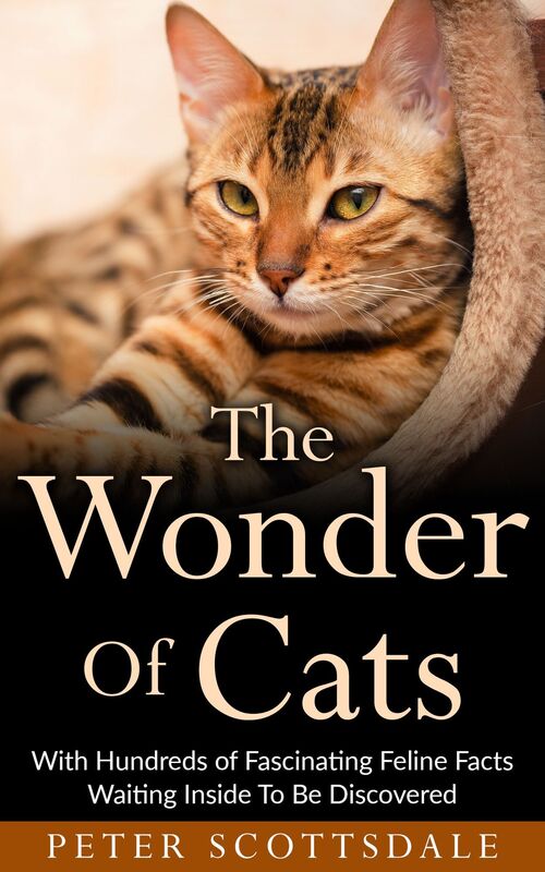 The Wonder Of Cats