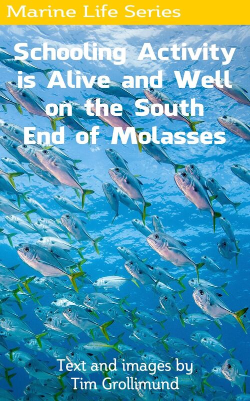 Schooling Activity is Alive and Well on the South End of Molasses