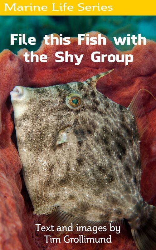 File this Fish with the Shy Group