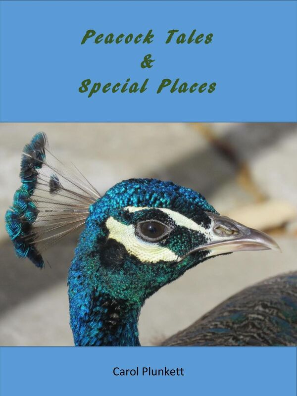 Peacock Tales & Special Places