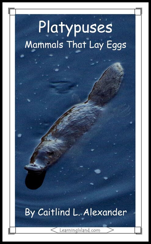 Platypuses: Mammals That Lay Eggs