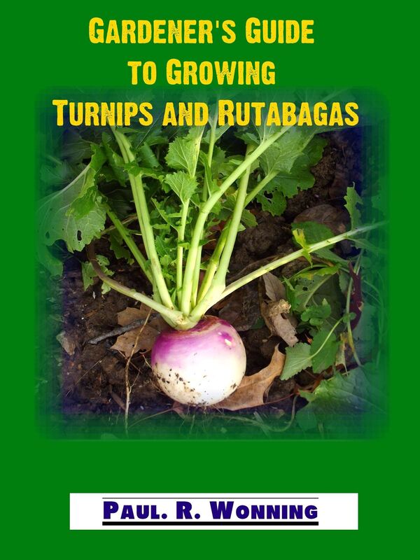 Gardener's Guide to Growing Turnips and Rutabagas