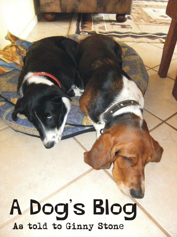 A Dog's Blog