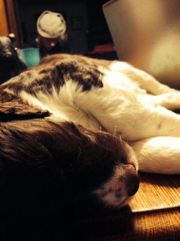 Man's Best Friend: Canine Guidebook