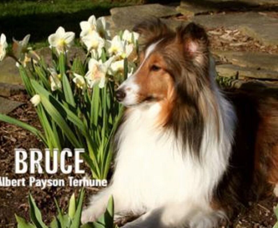 Bruce by Albert Payson Terhune