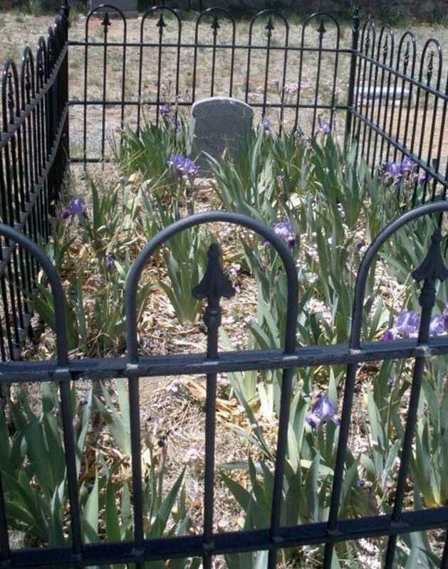 Misery Among The Irises.Manuscript