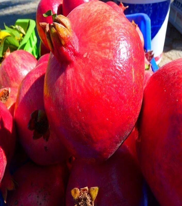 POMEGRANATES FROM AN ENGLISH GARDEN: A SELECTION FROM THE POEMS OF ROBERT BROWNING. WITH INTRODUCTION AND NOTES BY JOHN MONRO GIBSON.