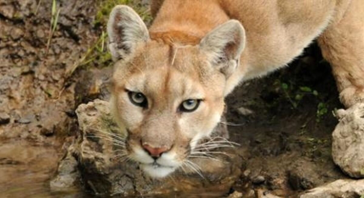A Real Puma