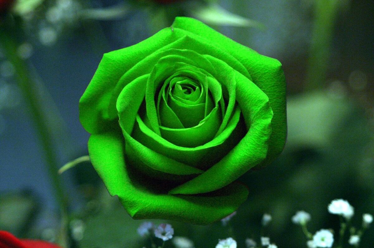 Poetry from A Green Rose