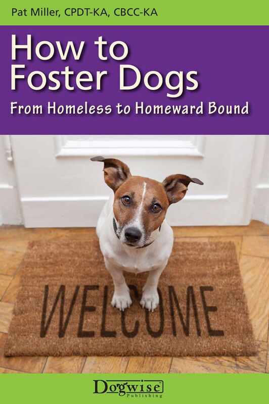 How To Foster Dogs - From Homeless To Homeward Bound