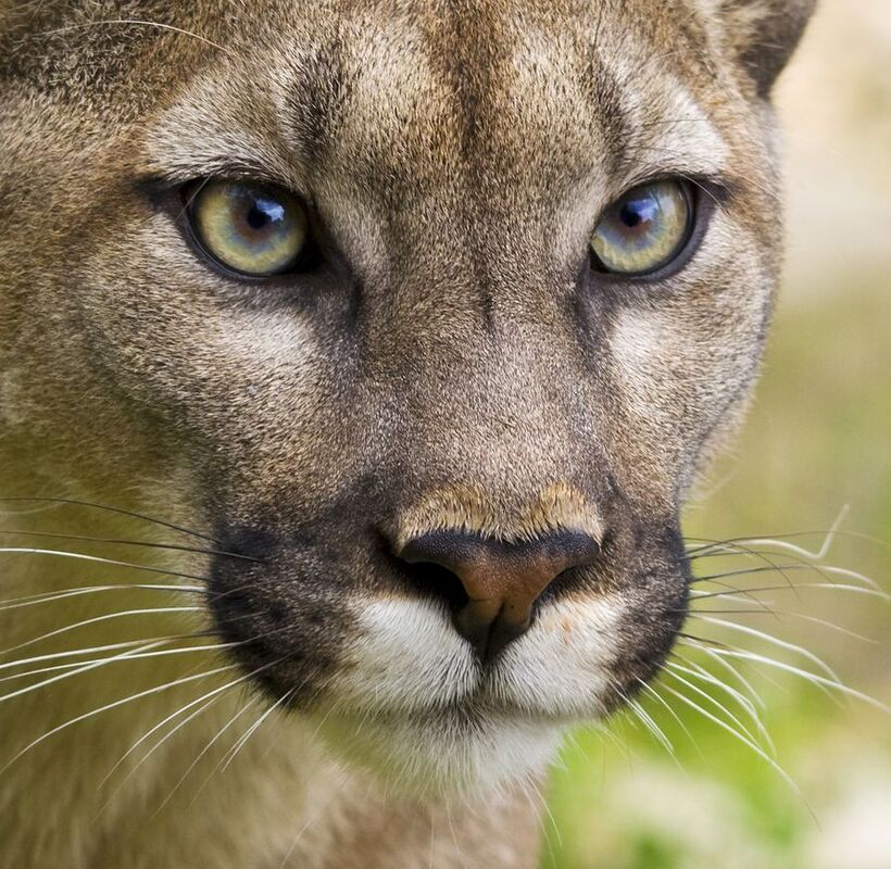 It's the Cougar in Me: Jessica Burdell
