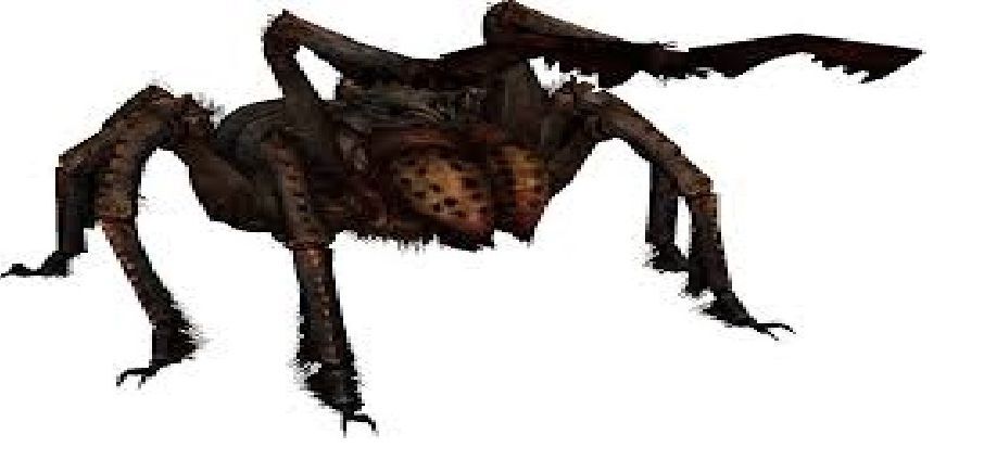 The Spider and Immortality