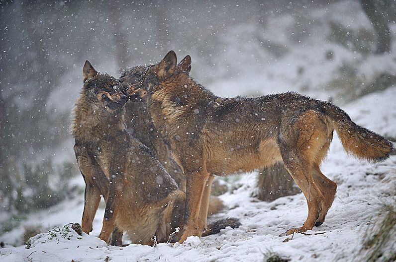Lobos