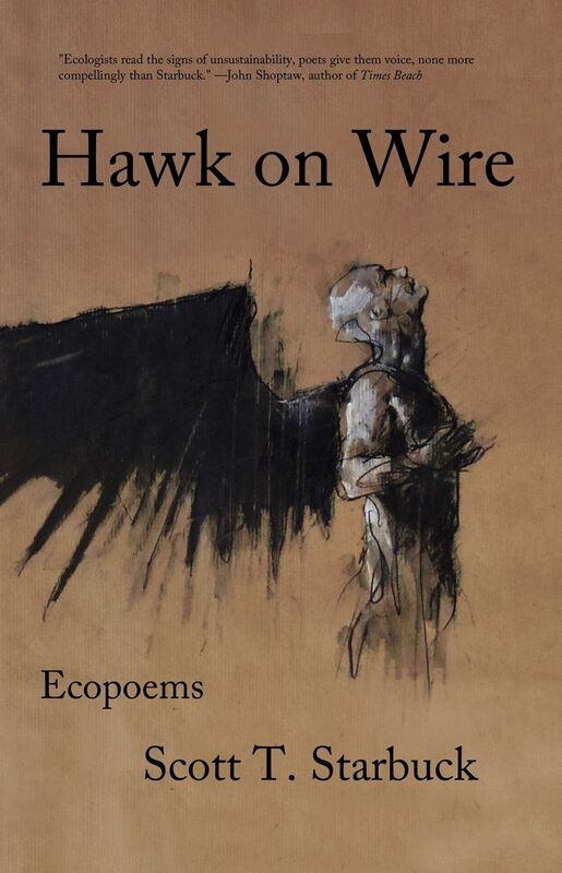 Hawk on Wire
