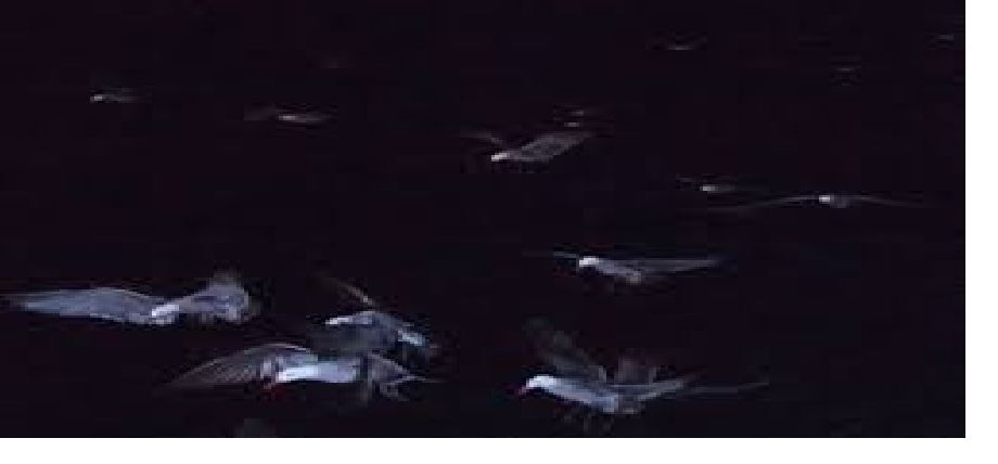 The Cpatain and the Sea Gulls