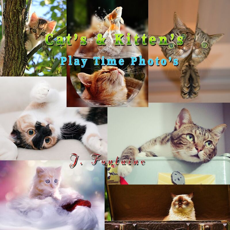 Cats & Kittens Play Time Photos