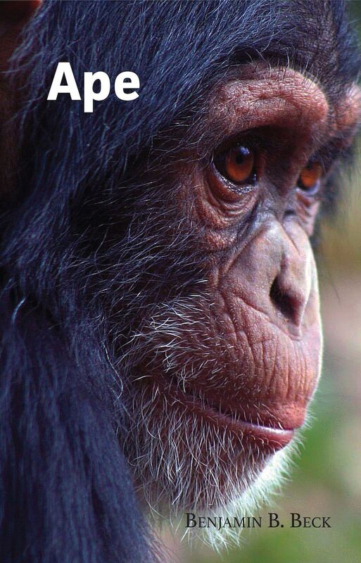 Ape