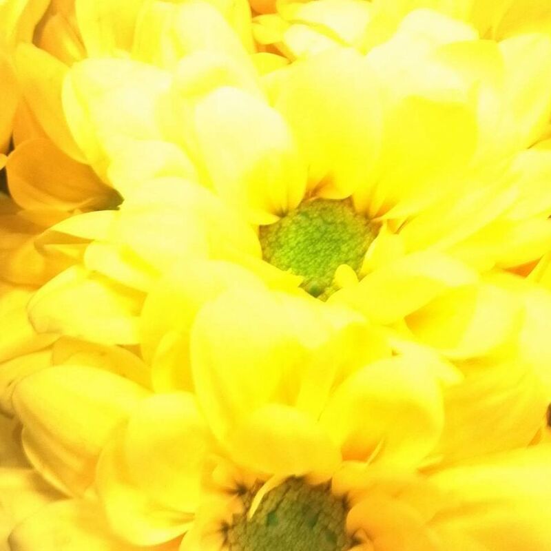 Flowers In Texas