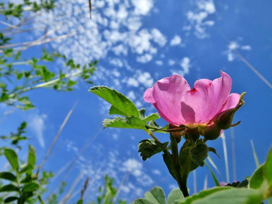 le fleur de terre: a prairie story
