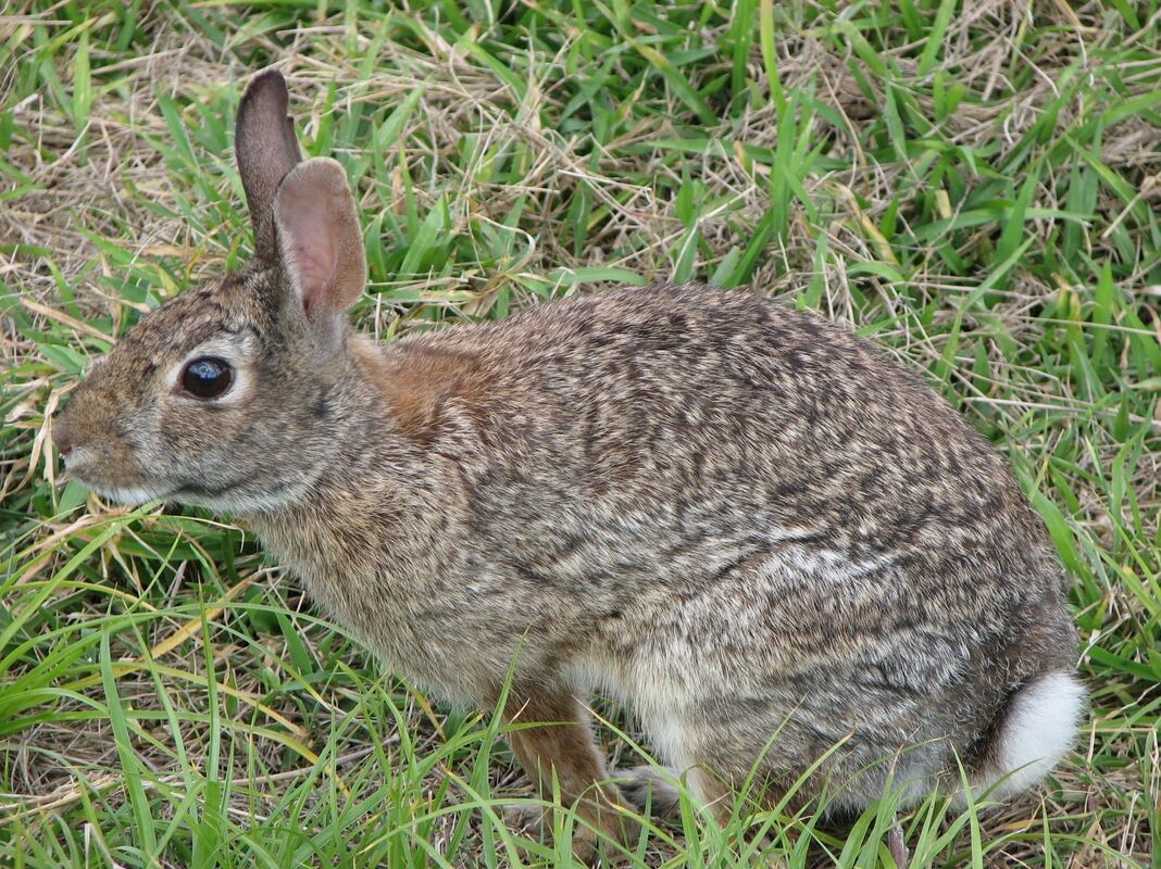 Bella the Bunny