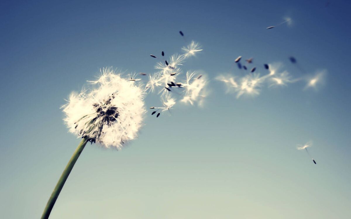 Wind