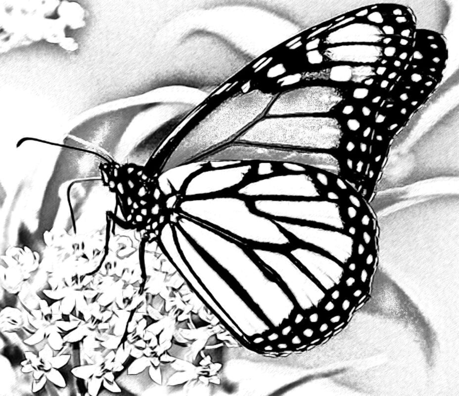 NOVA the MONARCH Butterfly