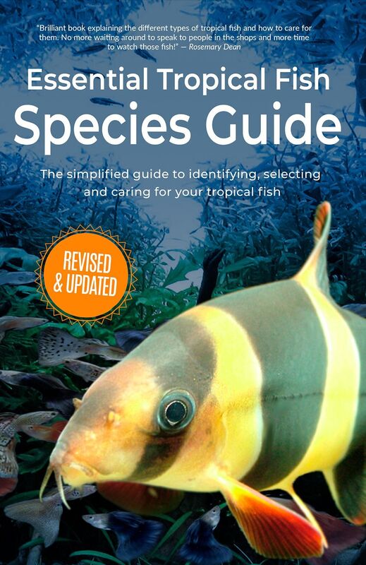 Essential Tropical Fish: Species Guide
