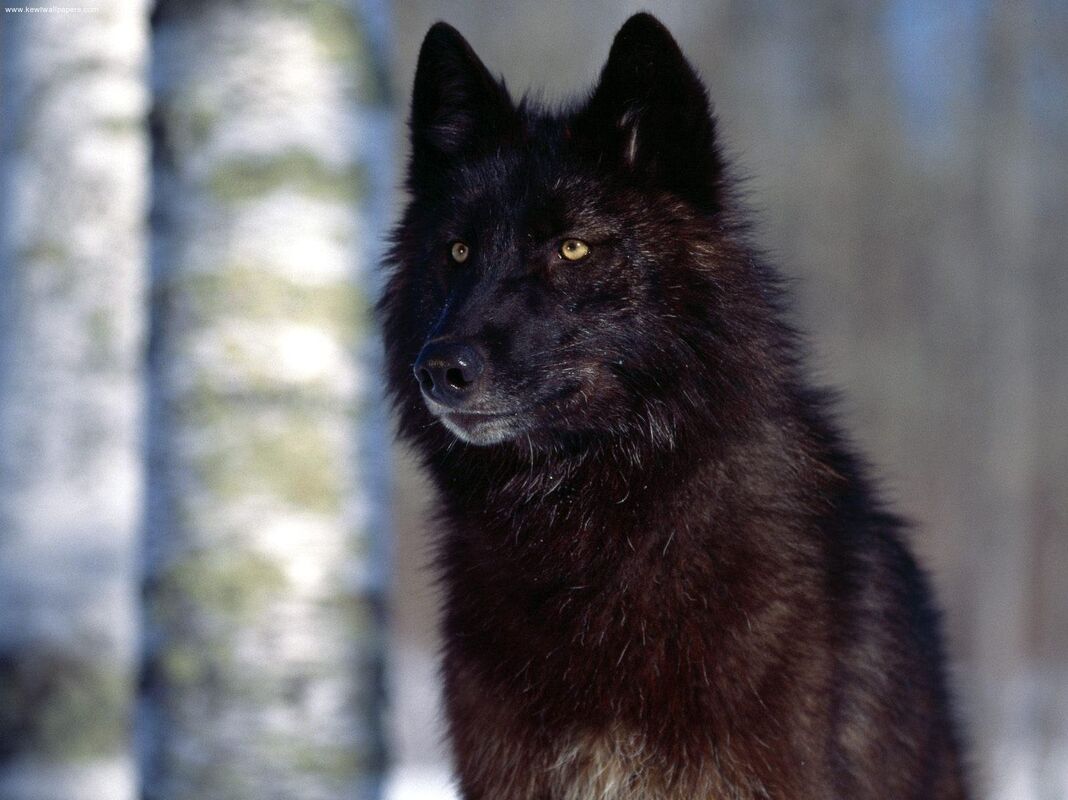 Isa McClaryn: She-Wolf Bounty Hunter