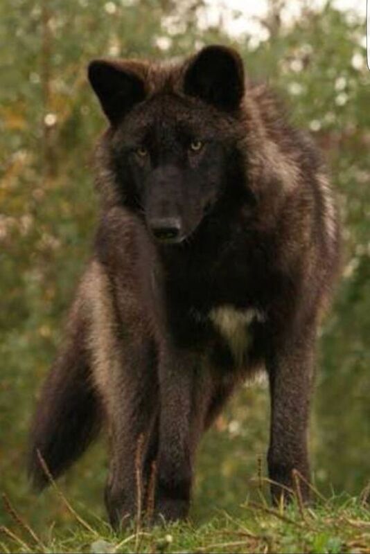 Isa McClaryn: She-Wolf Bounty Hunter